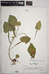 Sonchus oleraceus image