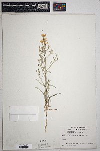 Stephanomeria exigua image