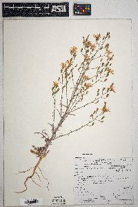 Stephanomeria exigua image