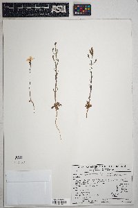 Stephanomeria exigua image