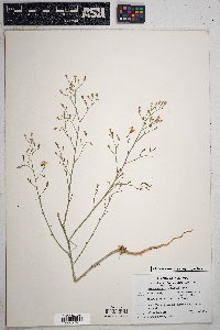 Stephanomeria exigua image