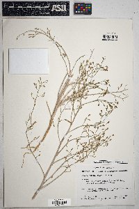 Stephanomeria pauciflora image