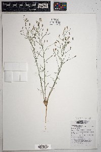 Stephanomeria exigua image