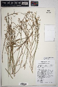 Stephanomeria tenuifolia image