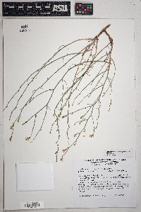 Stephanomeria tenuifolia image