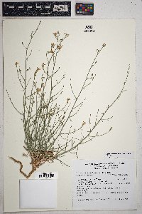 Stephanomeria tenuifolia image