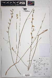 Stephanomeria pauciflora image