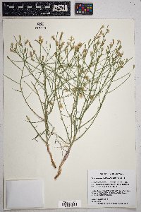 Stephanomeria pauciflora image