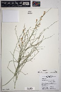 Stephanomeria pauciflora image