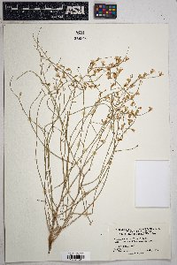 Stephanomeria pauciflora image