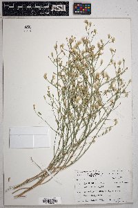 Stephanomeria pauciflora image