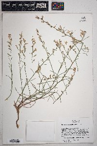 Stephanomeria pauciflora image