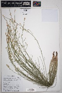 Stephanomeria pauciflora image