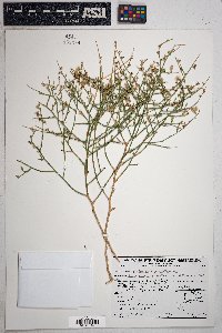 Stephanomeria pauciflora image