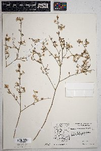 Stephanomeria pauciflora image