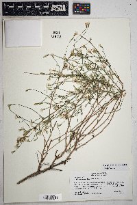 Stephanomeria tenuifolia image