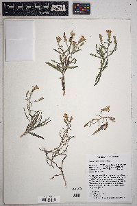 Stephanomeria parryi image