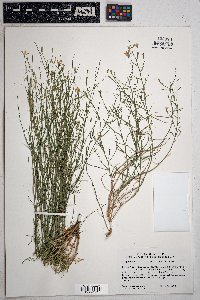 Stephanomeria pauciflora image