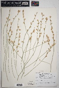 Stephanomeria pauciflora image