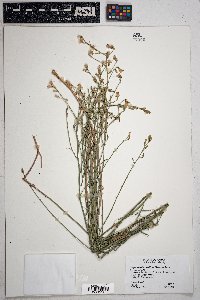 Stephanomeria pauciflora image