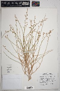 Stephanomeria pauciflora image