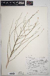 Stephanomeria pauciflora image