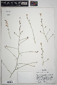 Stephanomeria pauciflora image