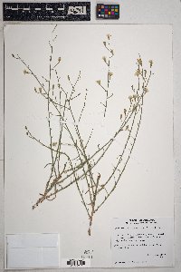 Stephanomeria pauciflora image