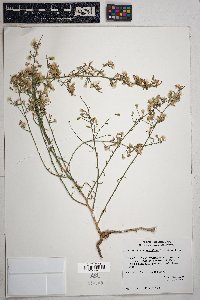 Stephanomeria pauciflora image