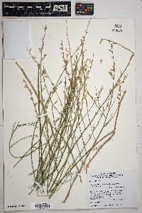 Stephanomeria pauciflora image