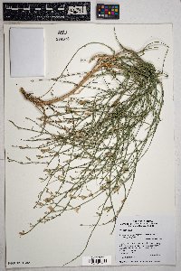 Stephanomeria pauciflora image