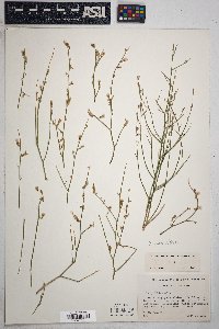 Stephanomeria pauciflora image