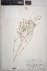 Stephanomeria pauciflora image