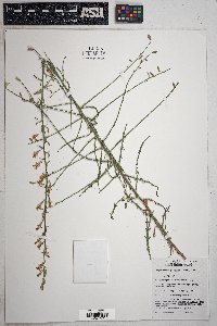 Stephanomeria pauciflora image