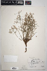 Stephanomeria pauciflora image