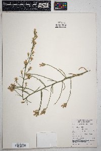 Stephanomeria pauciflora image