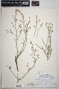 Stephanomeria pauciflora image