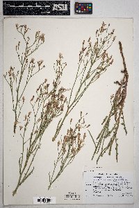 Stephanomeria pauciflora image