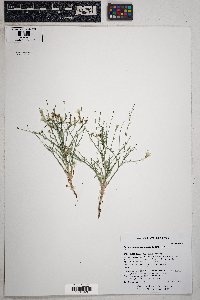 Stephanomeria pauciflora image