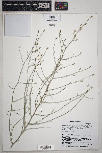 Stephanomeria pauciflora image