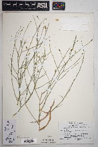 Stephanomeria pauciflora image