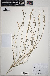 Stephanomeria pauciflora image