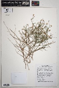 Stephanomeria pauciflora image