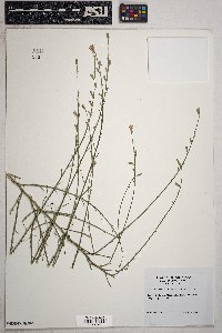 Stephanomeria pauciflora image