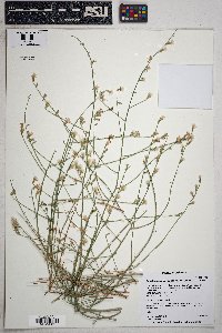 Stephanomeria pauciflora image