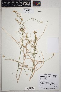 Stephanomeria pauciflora image