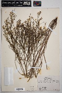 Stephanomeria pauciflora image