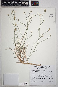 Stephanomeria pauciflora image