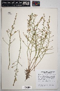 Stephanomeria pauciflora image