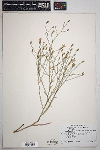 Stephanomeria pauciflora image